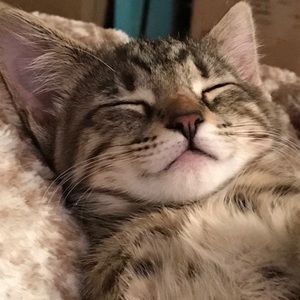 Meet your Posher, Regen